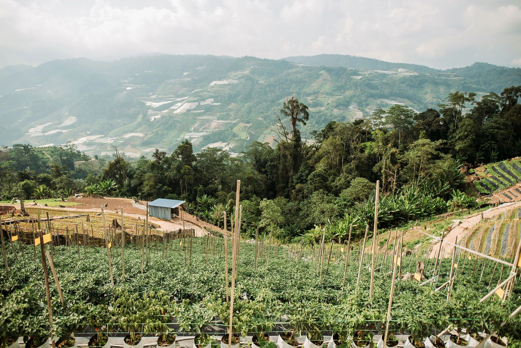 Coffee plantation landscape representing origin-led service expertise