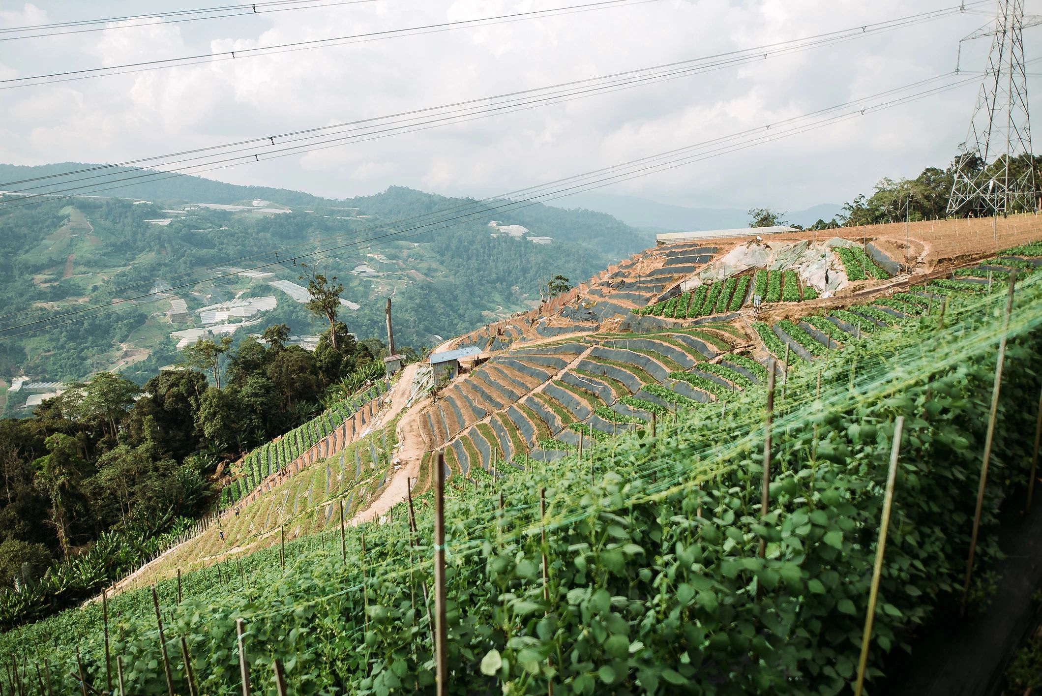 Coffee plantation landscape representing field assistance