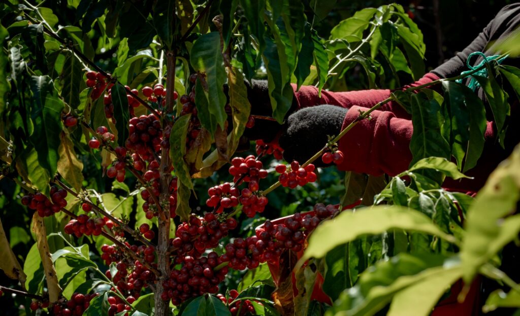 origins-of-coffee